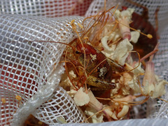 Gammarotettix aesculus