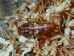 Gammarotettix aesculus