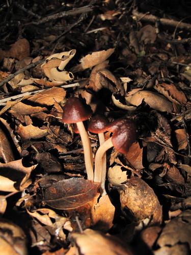iNaturalist observation photo of Brittlestems and Allies
