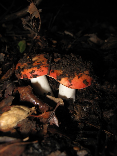 iNaturalist observation photo of Winter Russula
