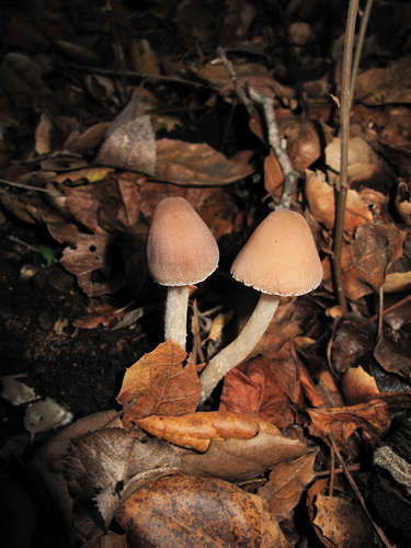 iNaturalist observation photo of Tall Psathyrella