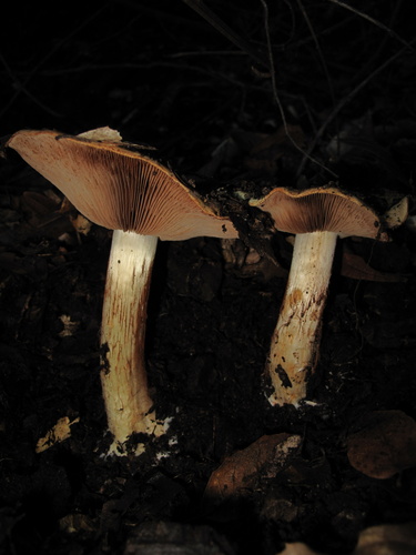 iNaturalist observation photo of Calonarius xanthodryophilus