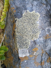 Lecideales