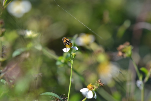 Unknown species found near Cutler Bay, FL, USA