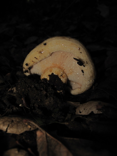 iNaturalist observation photo of golden milkcap