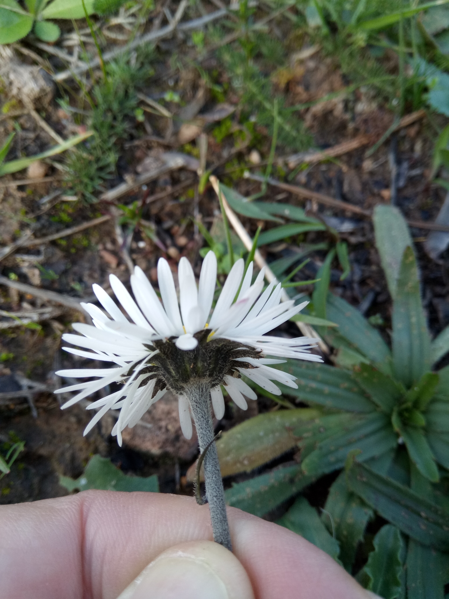 Bellis sylvestris — photo 3