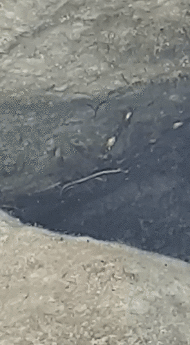 Nimble Spray Crab