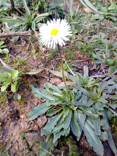 Pratolina autunnale