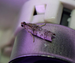 Zamagiria australella