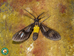 Cosmosoma watsoni