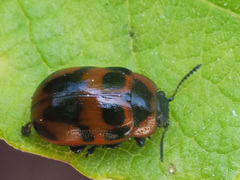 Gonioctena viminalis