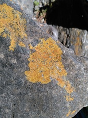 Lecideales
