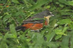 Microspingus lateralis