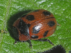 Gonioctena viminalis