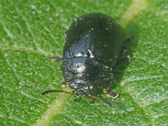 Gonioctena viminalis