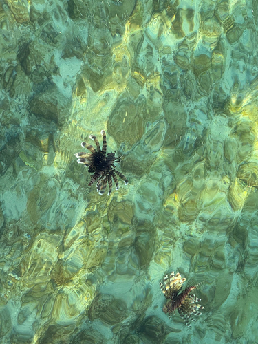 Pterois volitans