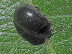 Gonioctena viminalis