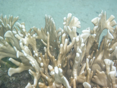 Millepora tenera