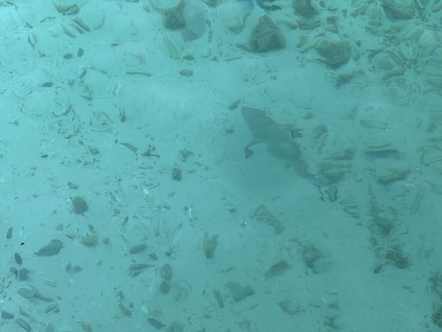 Carcharhinus melanopterus