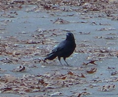 Corvus brachyrhynchos
