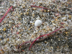 Nucula nitidula
