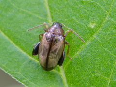 Psylliodes affinis