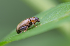 Psylliodes affinis