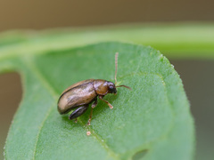 Psylliodes affinis