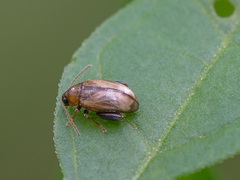 Psylliodes affinis