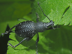 Otiorhynchus gemmatus