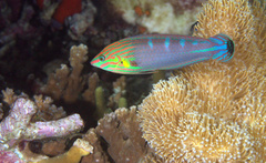 Halichoeres melanurus