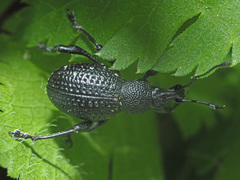 Otiorhynchus gemmatus