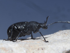 Otiorhynchus gemmatus