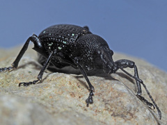 Otiorhynchus gemmatus