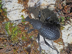 Otiorhynchus gemmatus