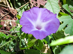 Ipomoea setosa melanotricha