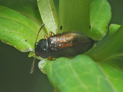 Eusphalerum alpinum