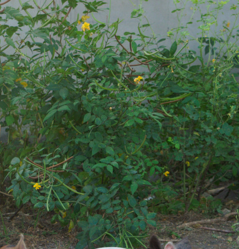 Coffee Senna
