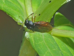 Eusphalerum alpinum