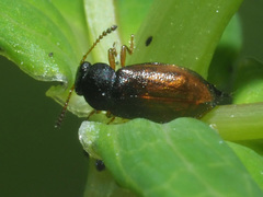 Eusphalerum alpinum