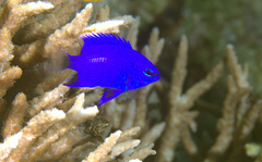 Chrysiptera cymatilis