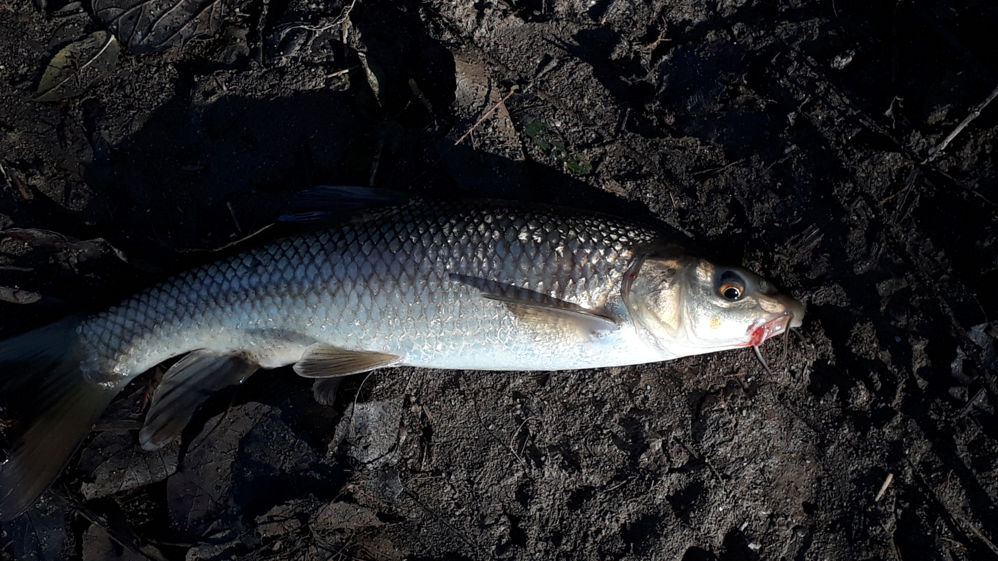 Luciobarbus callensis