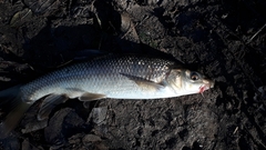 Luciobarbus callensis