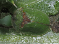 Cassida rubiginosa