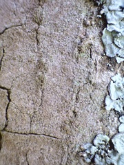 Dendrographa decolorans