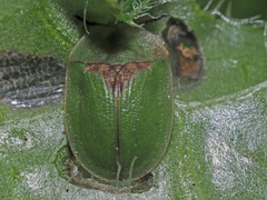 Cassida rubiginosa