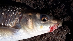 Luciobarbus callensis