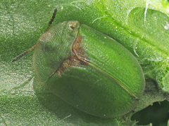 Cassida rubiginosa
