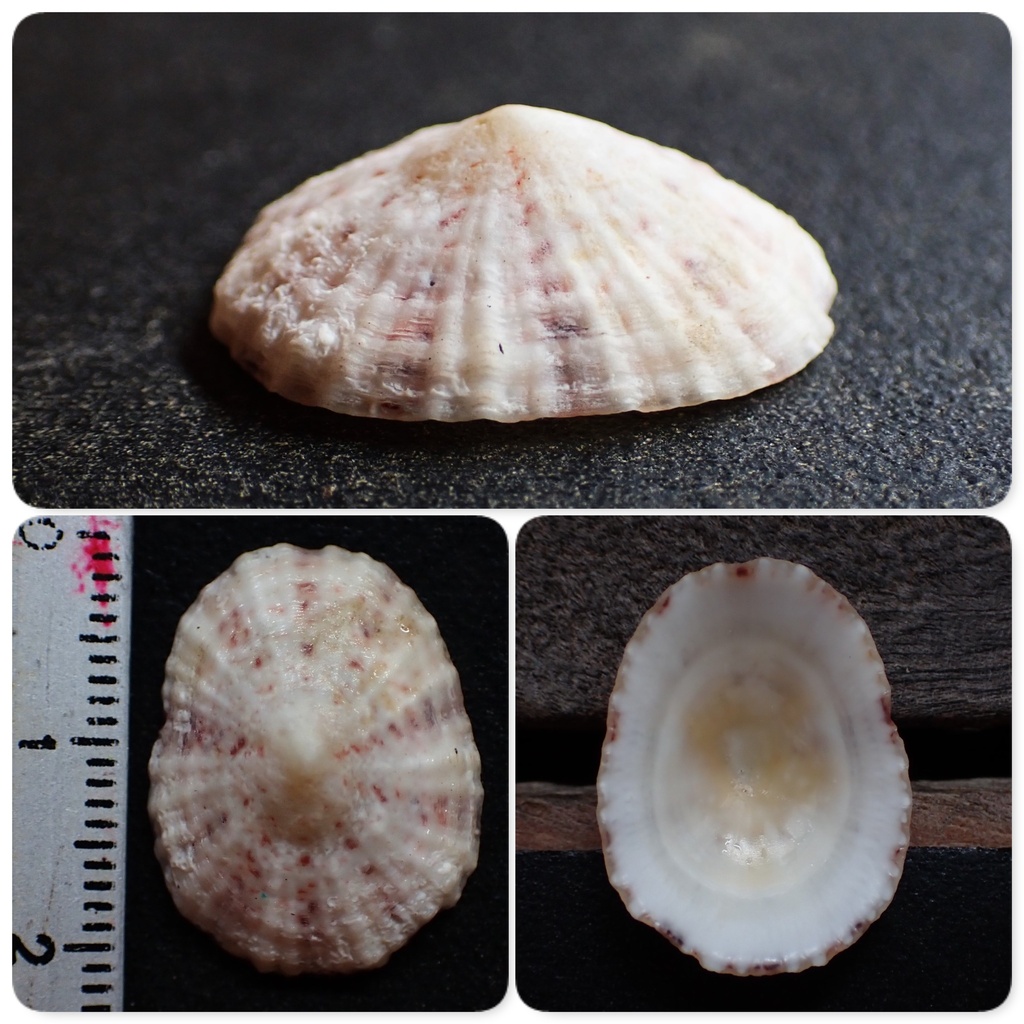 Eoacmaeidae