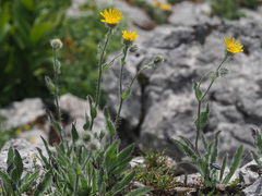 Hieracium villosum